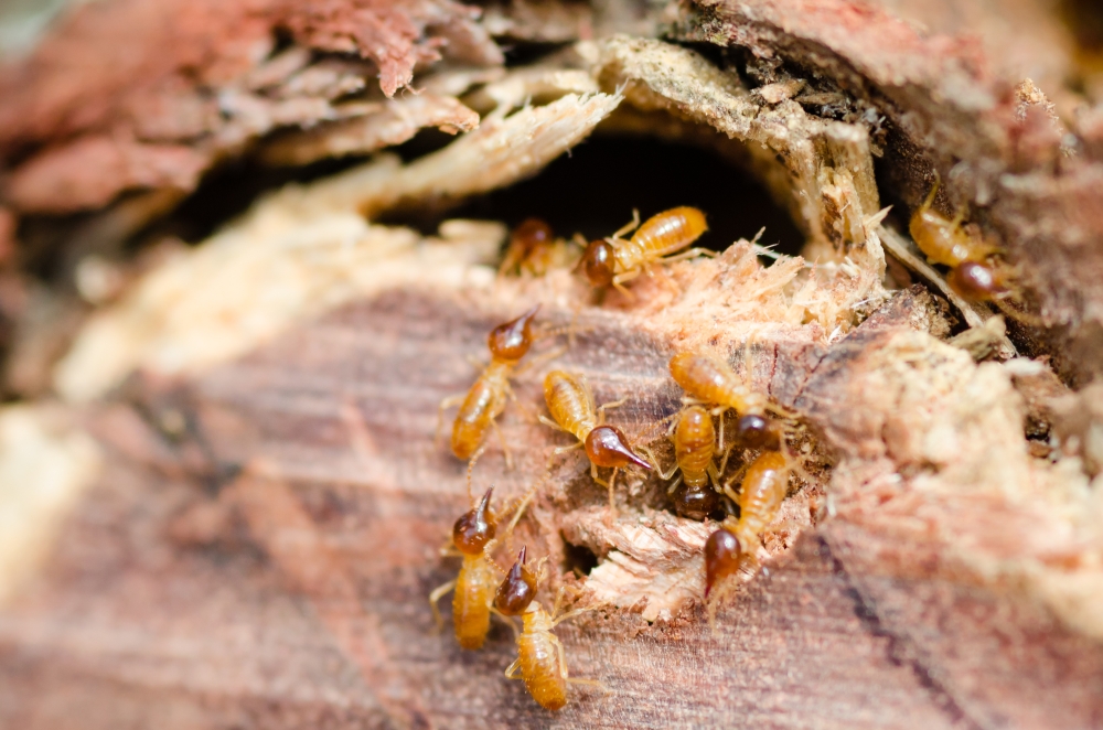 Termite Inspection, Pest Inspection, Pest Solutions, Excel Pest Solutions, Pest control